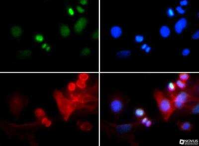 Immunocytochemistry/ Immunofluorescence: Histone H3 [p Thr6, Trimethyl Lys4] Antibody - BSA Free [NB21-1039]